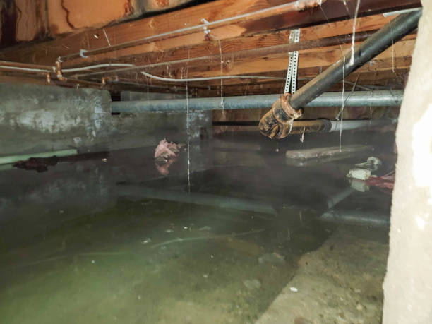 Best 24/7 water damage repair  in Ferndale, MD