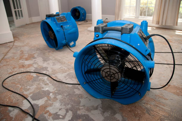Best Carpet water damage restoration  in Ferndale, MD
